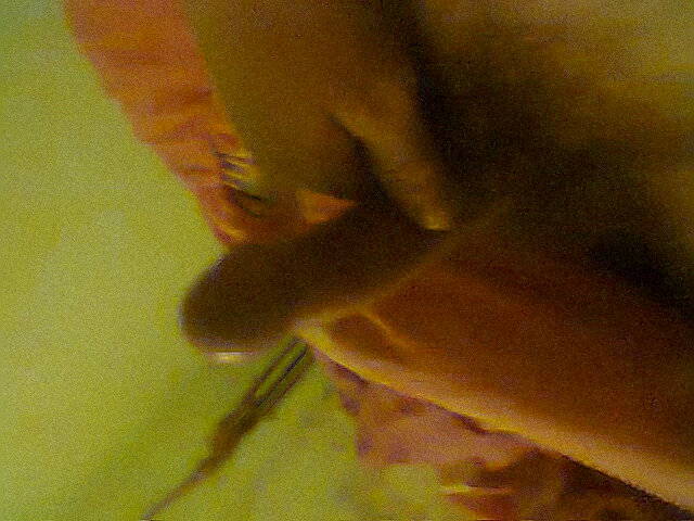 W łozeczku.jpg - Poter1