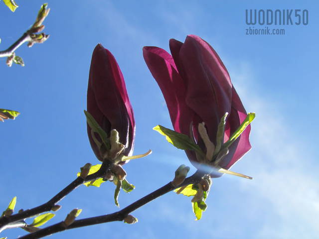 w blasku.... - wodnik50