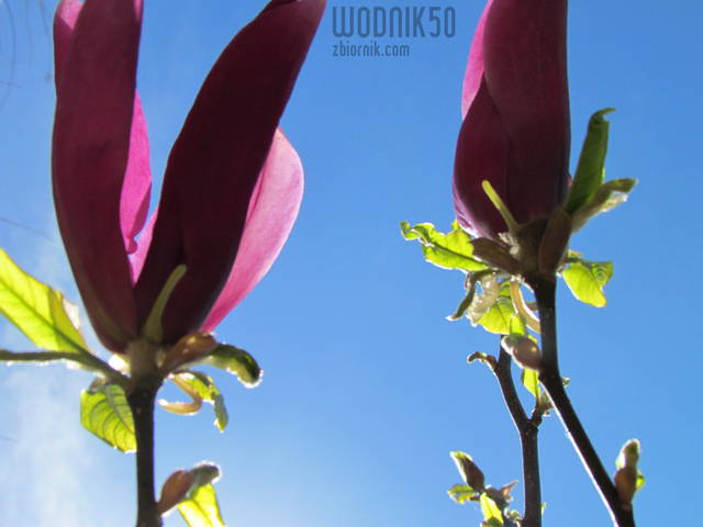 magnolia... - wodnik50