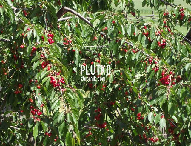 jhjlkjhj.jpg - plutko