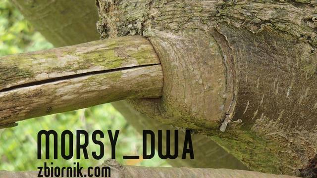 Ale wszedł !!! - Morsy_dwa