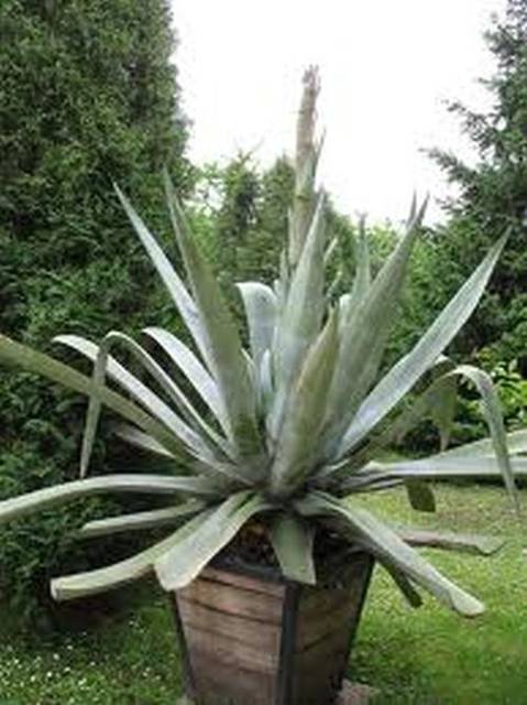 agatka.jpg - dareeeek