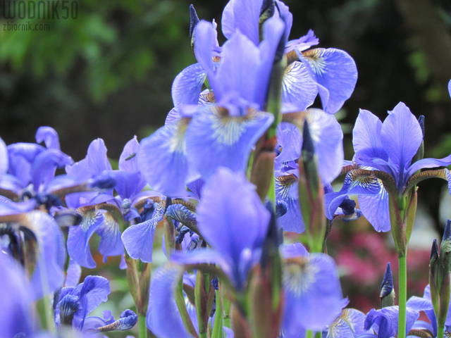 błękit.... - wodnik50