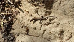 wał miedzeszyński  :)