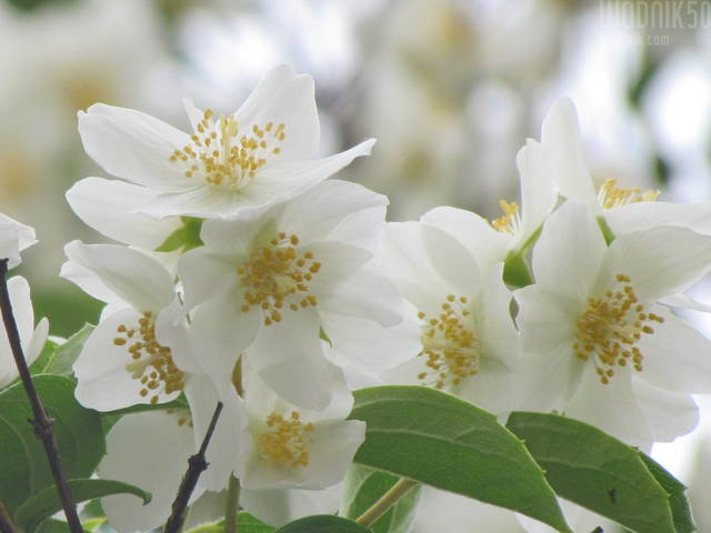 jaśmin.... - wodnik50