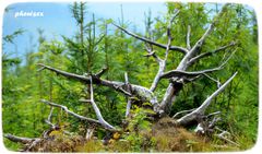 spotkane na szlaku - GALIMATIAS