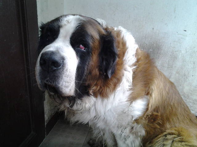 20140811_100334.jpg - 01wacek