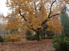 Park w szacie Jesiennej..