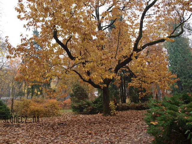 Park w szacie Jesiennej.. - slonecz_na