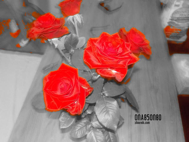 DSCN2496.JPG - ona85on80