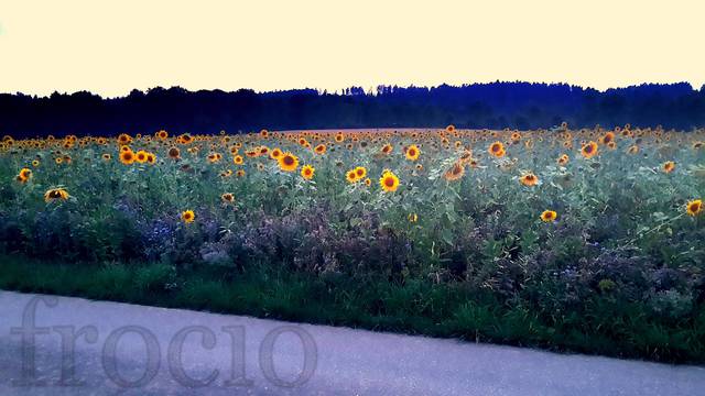 Szwarcwaldzkie słoneczniki kładą się do snu. - frocio