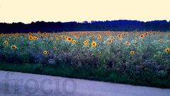 Szwarcwaldzkie słoneczniki kładą się do snu.