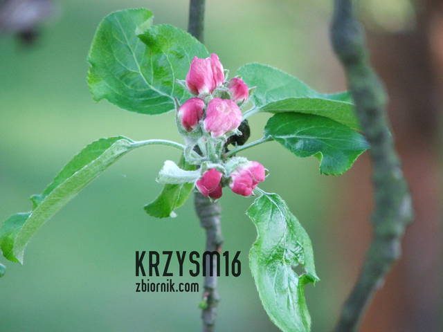 wspomnienie wiosny - krzysm16