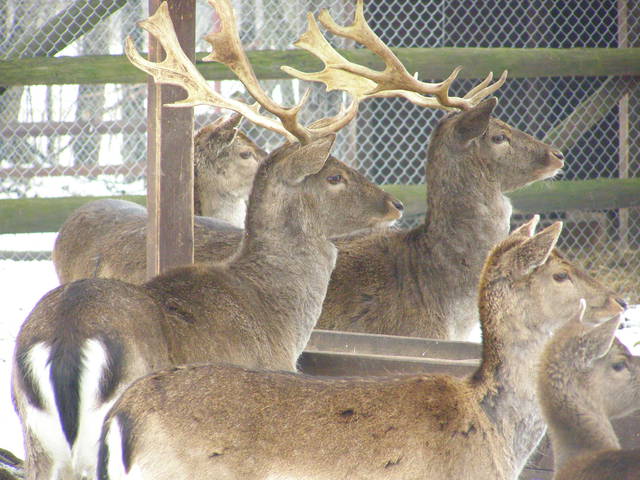 P2200049.JPG - Misiu111