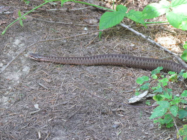 niesss....... - wodnik50