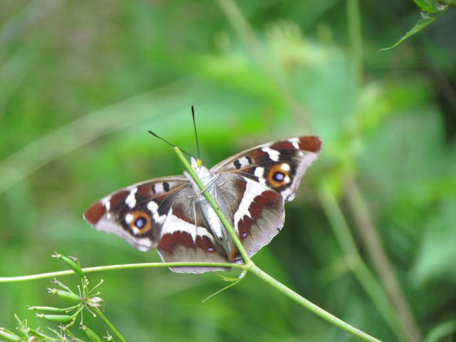 motyl.... - wodnik50