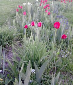 tulipany.jpg