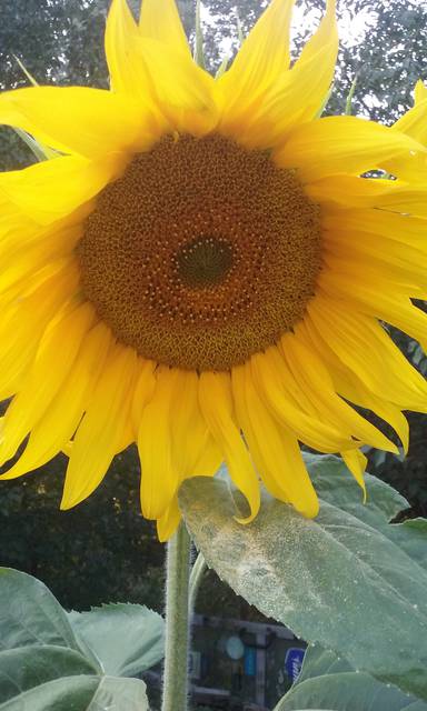 20150815_184856.jpg - Bawarka79