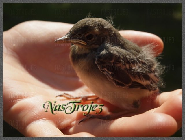 Małolat - Nastroje3