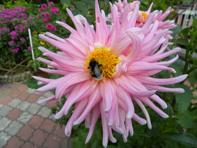 przyleciał pobzykać - comeback7172