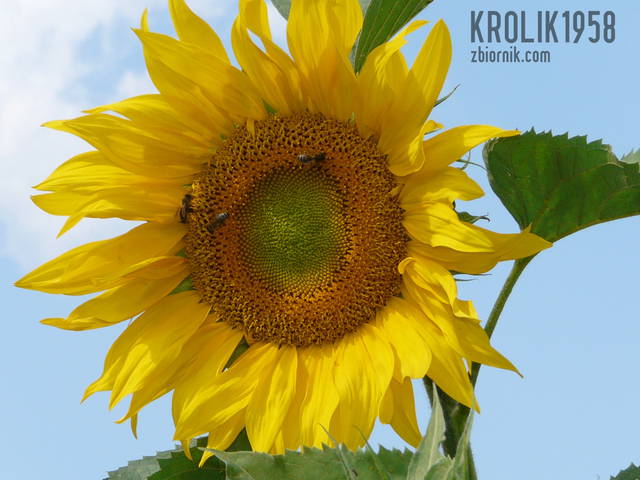krolik1958