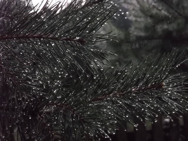 Łzy o poranku... - Bawarka79