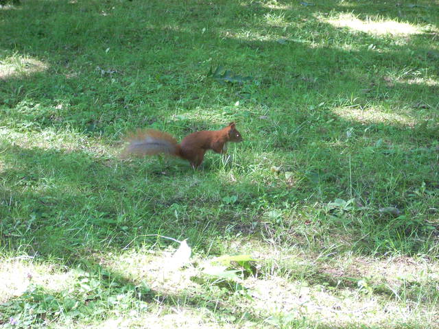 DSCN1941.JPG - zegarnyka52