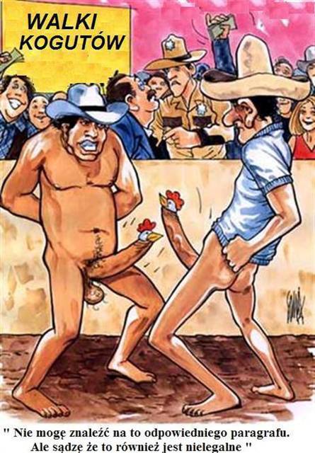 Walki kogutów - Dannielo