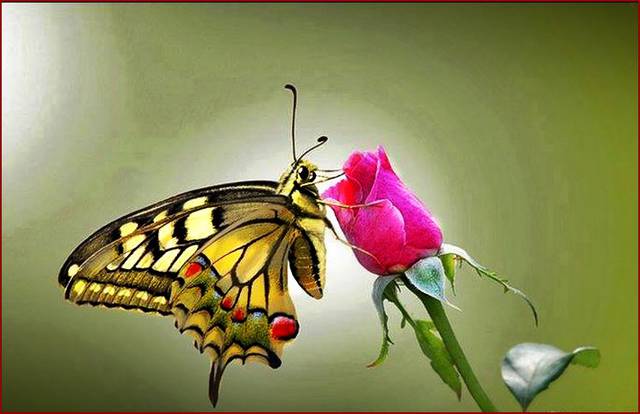 lubię siadać na kwiatkach - lisanita