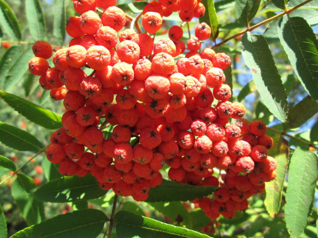 Jarzębino czerwona... - DajeWam