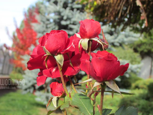 ostatnie.... - wodnik50