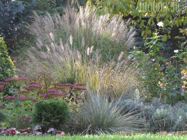 trawy.... - wodnik50