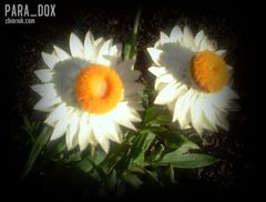 Takie...skojarzenie...:)