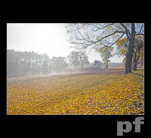 ŻÓŁTY DYWAN - panfoto