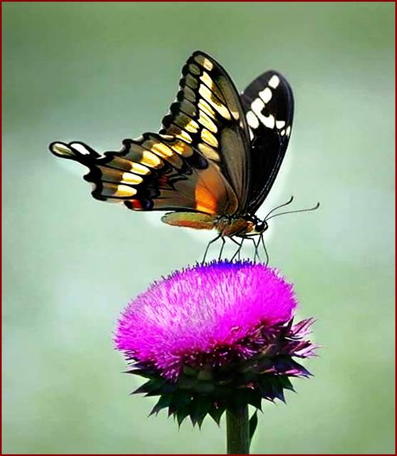 może na twoim kwiatuszku usiądę - lisanita