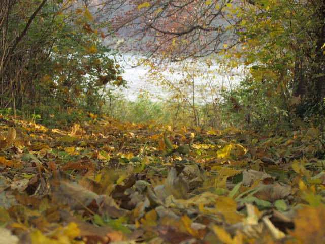 liściasty..... - wodnik50