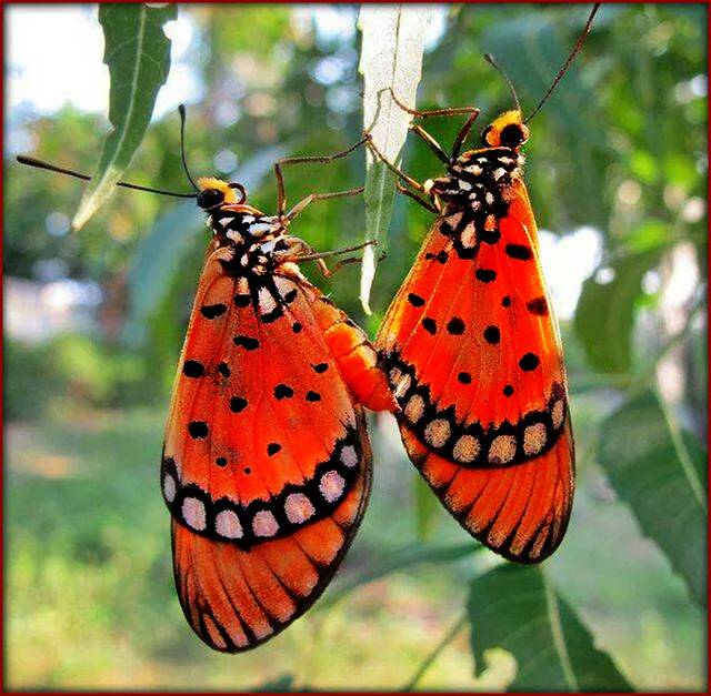 SĄ  PIERWSZE OZNAKI ZBLIŻENIA - lisanita