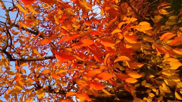 DSC_0017.JPG - zikmen