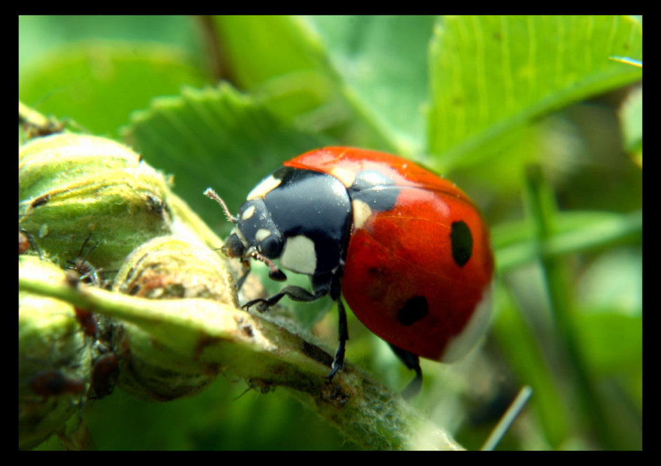 obr5az 009.jpg - duzewargi