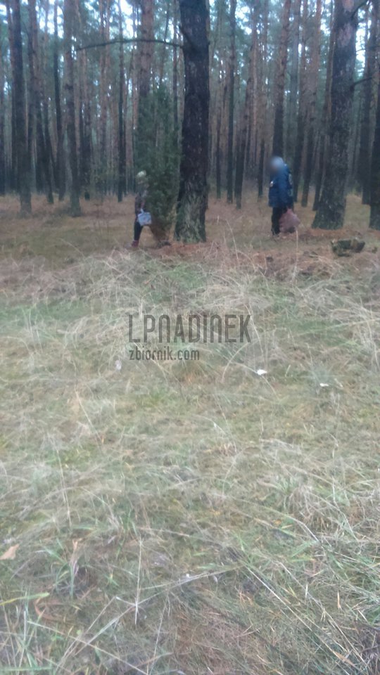 grzyb.jpg - lpnadinek