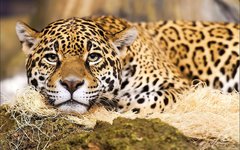 Jaguar-animal-high-resolution-wallpaper.jpg