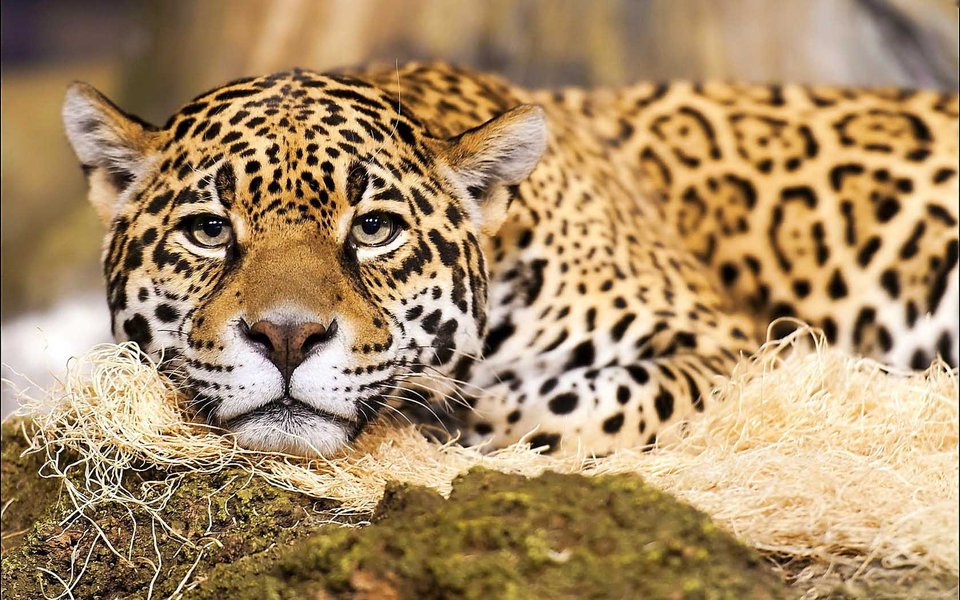 Jaguar-animal-high-resolution-wallpaper.jpg - mlodakobietka