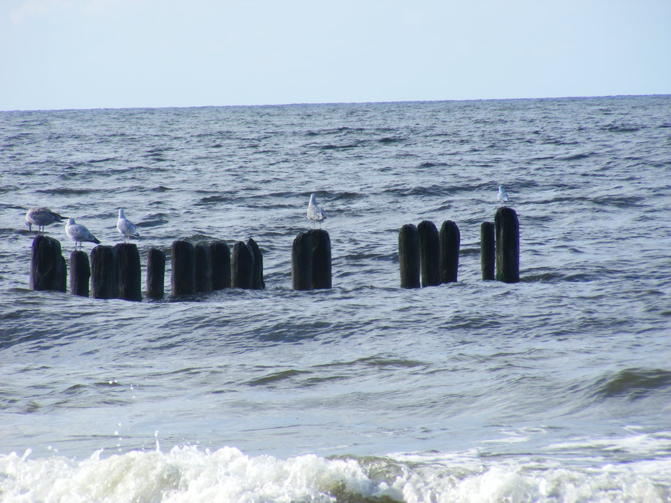 DSCF0158.JPG - korony1