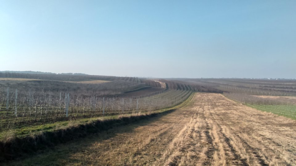 DSC_0017_1.JPG - Sandomierski_widok