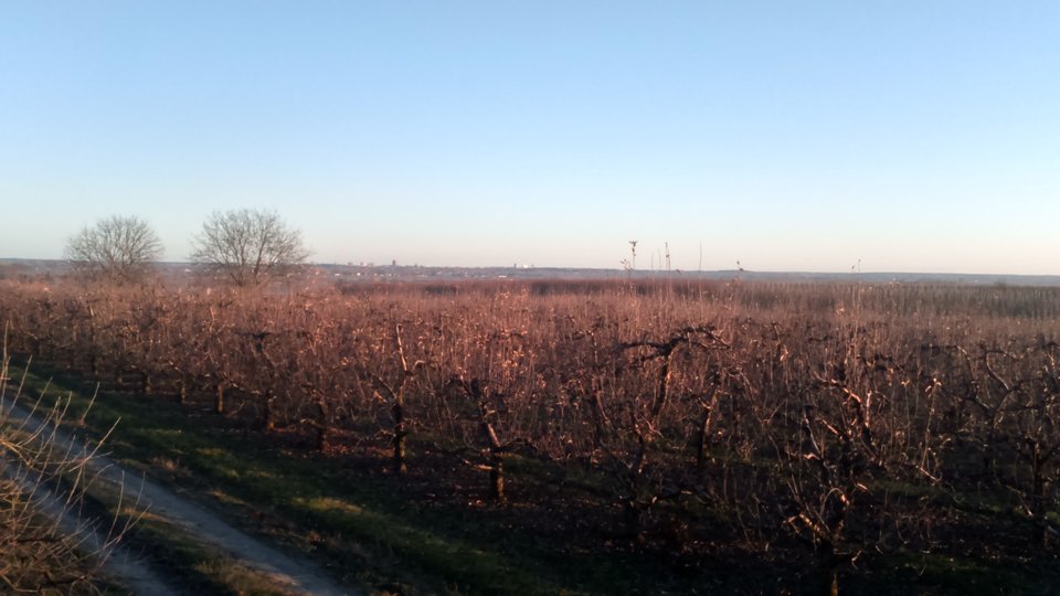 w oddali Tarnobrzeg - Sandomierski_widok