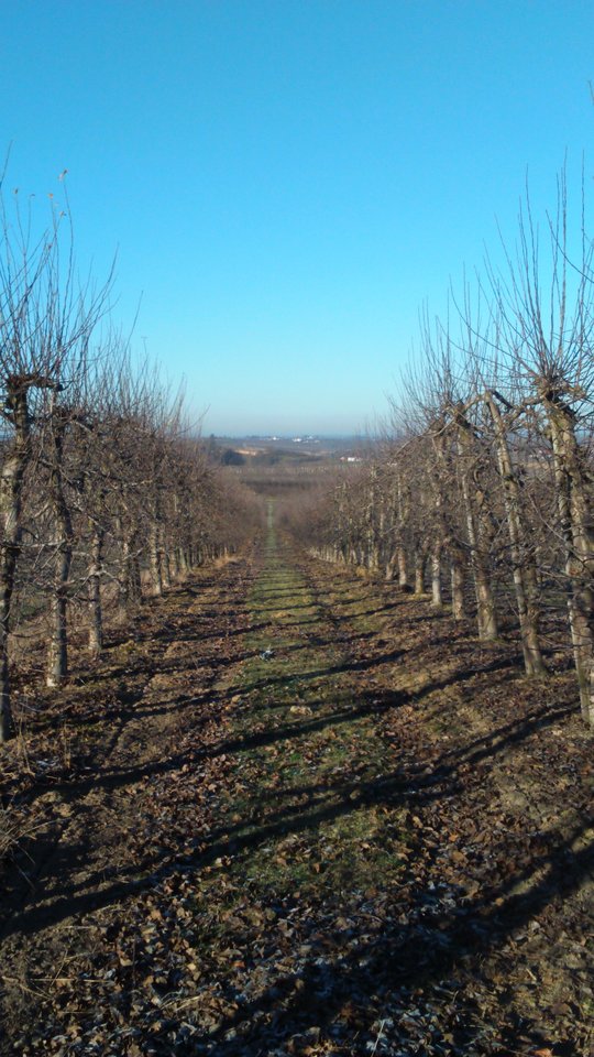 ogród - Sandomierski_widok