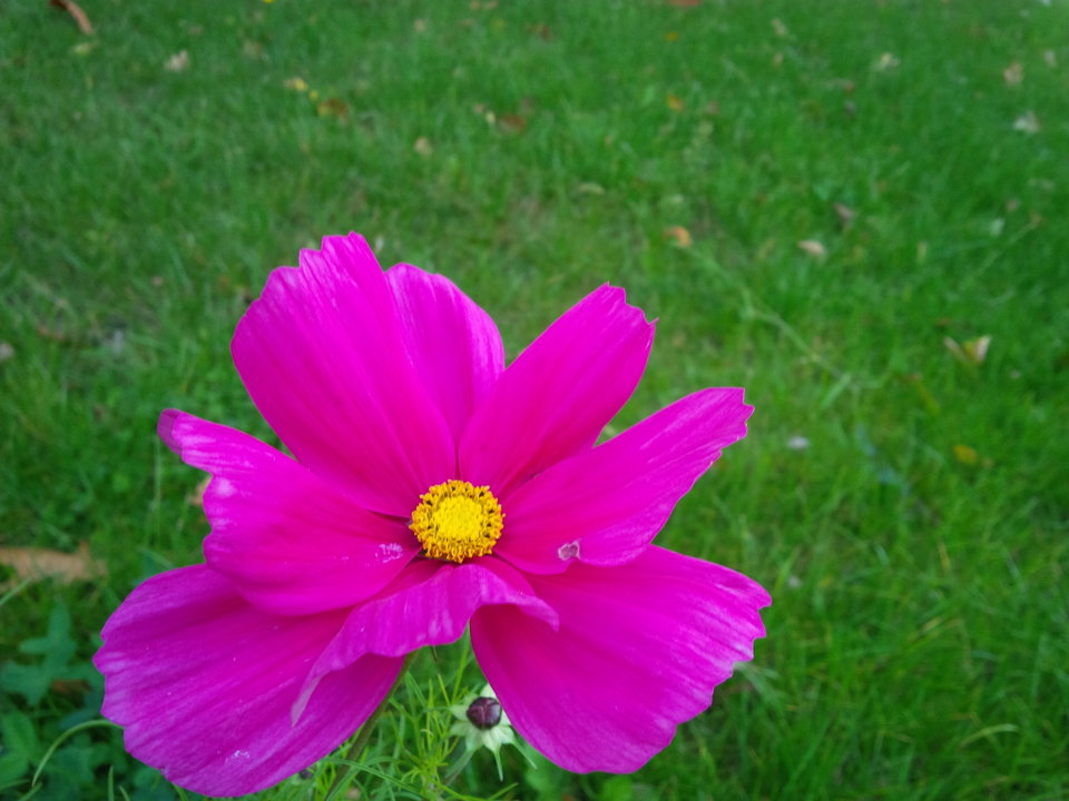 Torze - Pan_Stanowczy