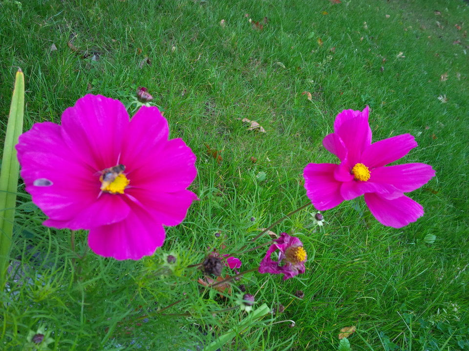 Torze - Pan_Stanowczy