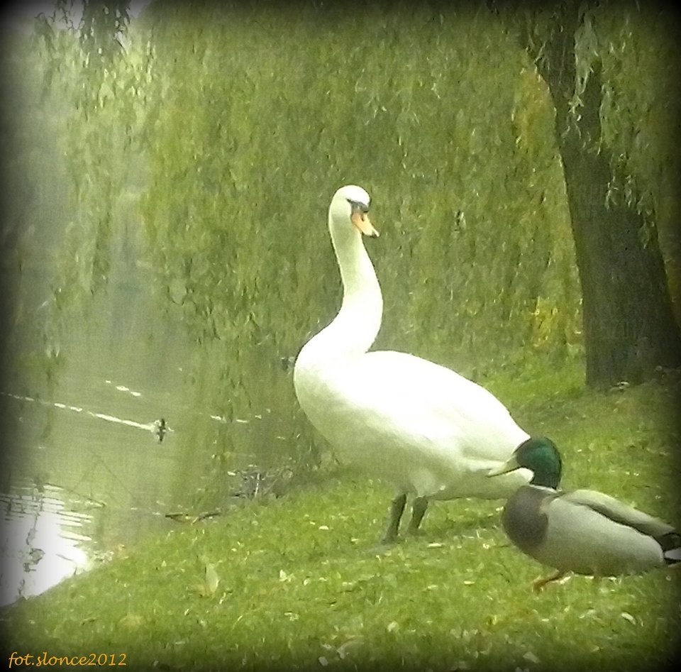 Mały spadaj stąd ... - slonce2012