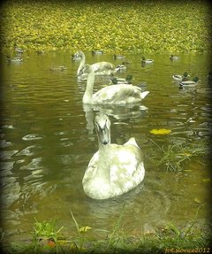 Szaro-popielata młodość ... 